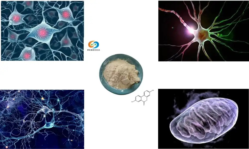 Urolithin A Benefits for Brain Function and Cognitive Clarity Urolithin A Benefits for Brain Function and Cognitive Clarity